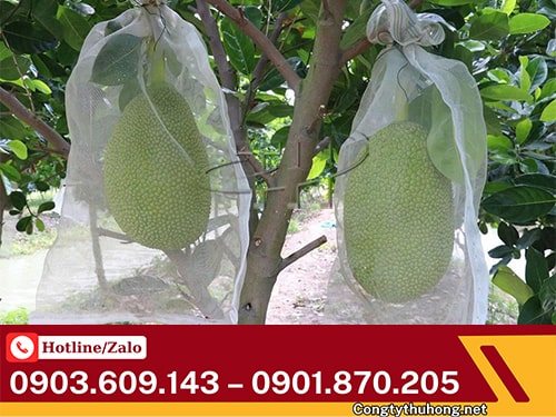 Túi lưới bao trái mít Túi lưới bao trái mít giá rẻ