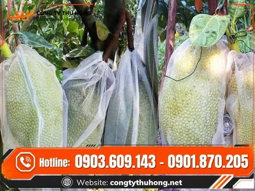 Túi lưới bọc mít Túi lưới bọc mít cho đại lý
