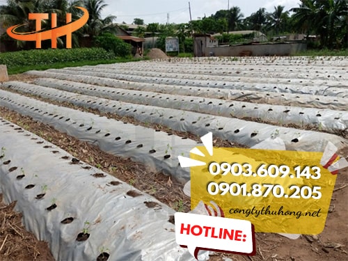 Ứng dụng của màng phủ nông nghiệp Ứng dụng của màng phủ nông nghiệp