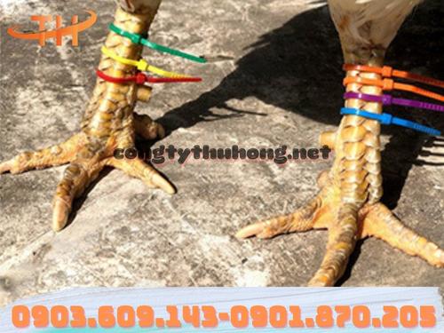 Ứng dụng dây rút nhựa Ứng dụng dây rút nhựa