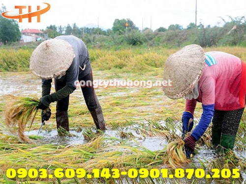 Ứng dụng liềm cắt lúa Ứng dụng liềm cắt lúa