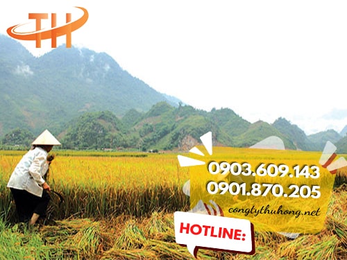 Ứng dụng liềm thép cắt cỏ Ứng dụng liềm thép cắt cỏ