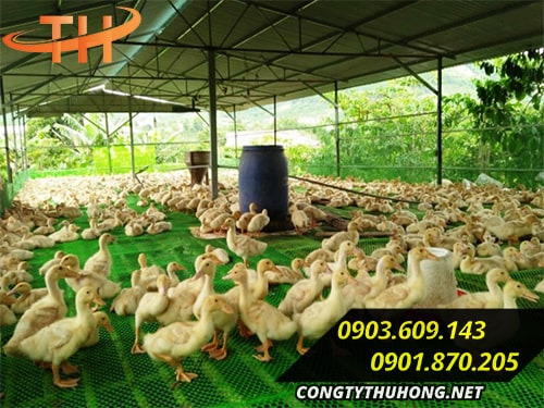 Ứng dụng lưới nhựa cứng mắt cáo Ứng dụng lưới nhựa cứng mắt cáo