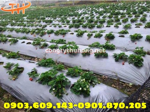 Ứng dụng màng phủ nông nghiệp