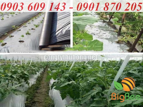 ứng dụng màng phủ