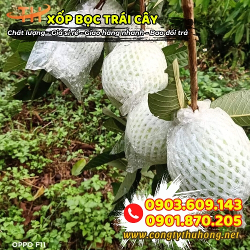 Xốp bọc ổi lồng sẵn Xốp bọc ổi lồng sẵn