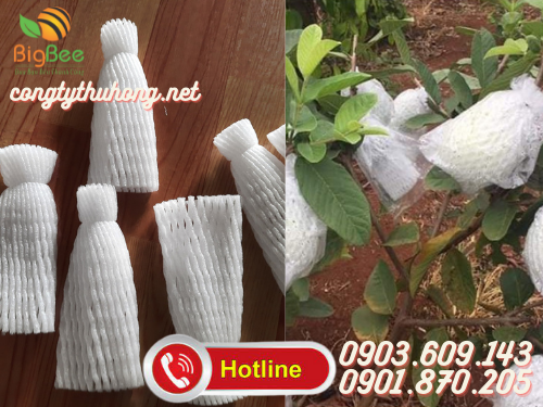 Xốp bọc trái ổi