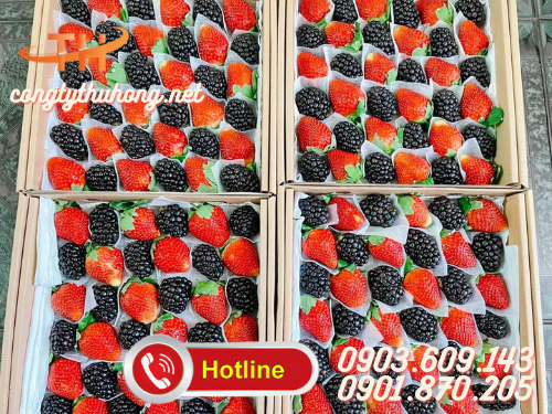 Xốp foam pe lót trái cây