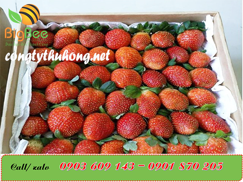 Xốp foam được dùng lót trái cây trước khi đóng thùng