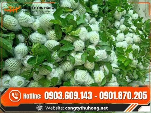 Xốp lưới bọc ổi Xốp lưới bọc ổi giá tốt cho nhà vườn