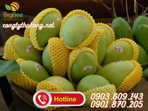 Xốp lưới bọc xoài