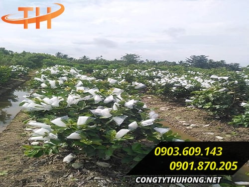 Xốp ổi lồng sẵn giá sỉ Xốp ổi lồng sẵn giá sỉ