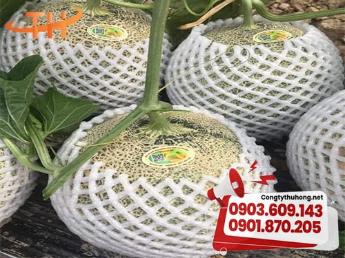 Xốp trắng bọc hoa quả Xốp trắng bọc hoa quả giá rẻ