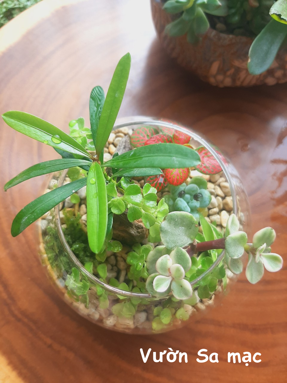 Terrarium set up sẵn - Núi đá rêu phong