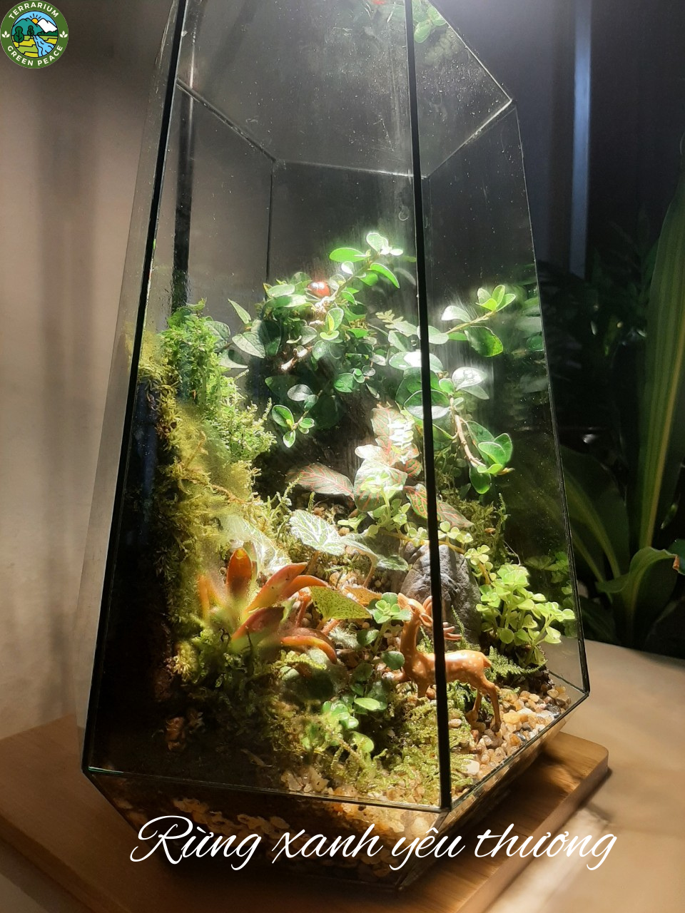Terrarium set up sẵn để bàn - Rừng xanh yêu thương