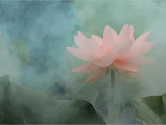 Hoa vô thường