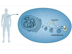 Tự thực bào (Autophagy): Cơ chế tự chữa lành và tái sinh của tế bào trong cơ thể