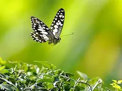 Hiệu ứng cánh bướm và Luật nhân quả