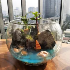 Terrarium set up sẵn - Đảo bình yên