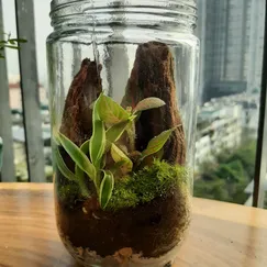 Terrarium set up sẵn - Núi đôi