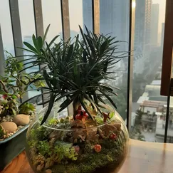 Terrarium set up sẵn - Khu rừng cổ tích