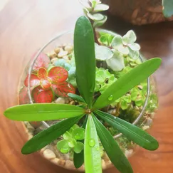 Terrarium set up sẵn - Vườn sa mạc