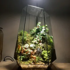 Terrarium set up sẵn - Rừng xanh yêu thương