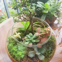 Terrarium set up sẵn - Thảo nguyên xanh