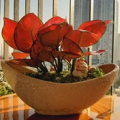 Tiểu cảnh - Thuận buồm xuôi gió