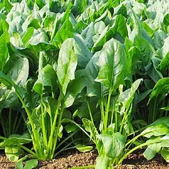 Hạt giống Cải bó xôi chịu nhiệt