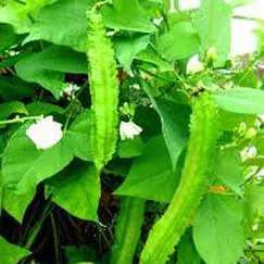 Hạt giống Đậu Rồng