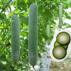 Hạt giống Bí đao cao sản