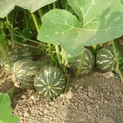 Hạt giống Bí đỏ hồ lô