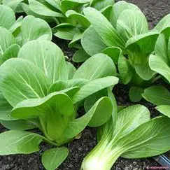 Hạt giống rau Cải chíp
