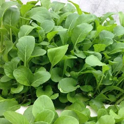 Hạt giống rau Cải ngọt