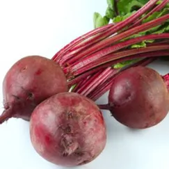 Hạt giống củ dền đỏ