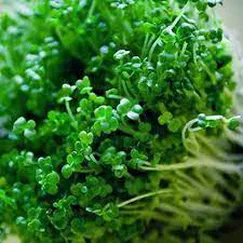 Hạt rau mầm súp lơ xanh 25g