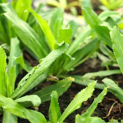 Hạt giống rau mùi tàu