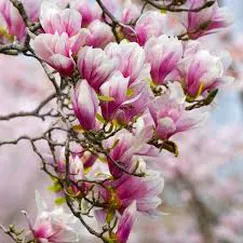Tinh dầu Hoa Mộc Lan - Magnolia