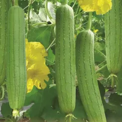 Hạt giống Mướp hương