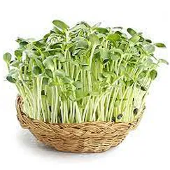 Hạt rau mầm Hướng dương