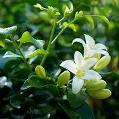 Tinh dầu Nguyệt Quế - Laurel
