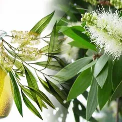 Tinh dầu Tràm gió hữu cơ nguyên chất (Melaleuca Cajeput Oil)
