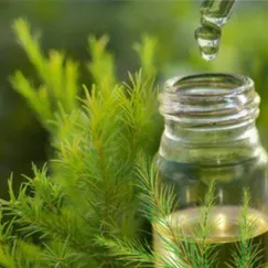 Tinh dầu Tràm Trà - Tea Tree