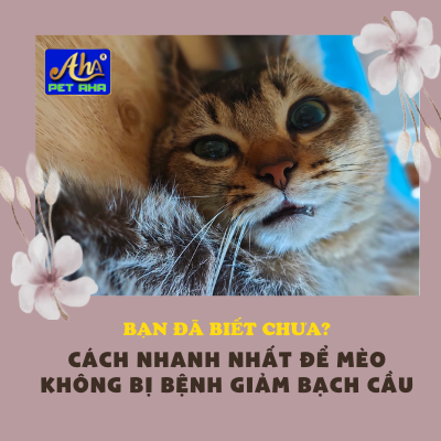 Cách nhanh nhất để mèo tránh bị bệnh bạch cầu