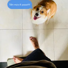 Người bạn cùng chú chó Corgi ở Nhà Bè