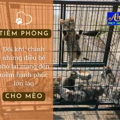 Những Điều Cần Biết Về Lịch Tiêm Phòng Cho Mèo Con | Bài số: 12