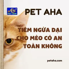 TIÊM NGỪA DẠI CHO MÈO RỒI VẪN BỊ CẮN PHẢI LÀM SAO? | Bài số 14