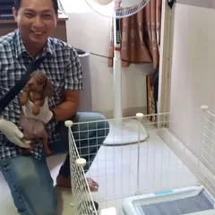 Tiêm phòng cho chó dachshund