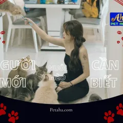 NHỮNG ĐIỀU VỀ VACCINE MÀ NGƯỜI MỚI NUÔI MÈO CẦN BIẾT | BÀI SỐ 11